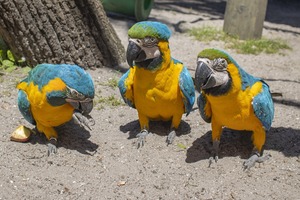 Secret Language of Animals (1st and 2nd grades) - One Day Mini Camp, Brevard Zoo
