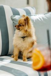 National Dog Day at Hotel Granada