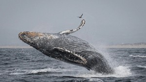 Whales On The Central California Coast