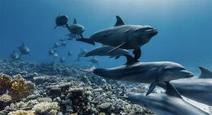 Ocean by David Attenborough Screening (+ Ocean Pavilion Marketplace 5-7 pm)