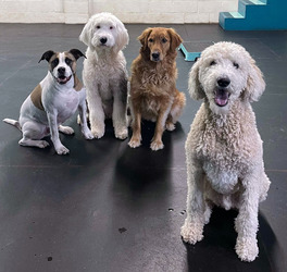 Doggy Elementary Training Class at Central Ohio Muttessori School