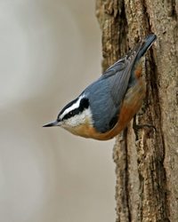 Westmoreland Sanctuary: Meet the Animals & Nature Hike