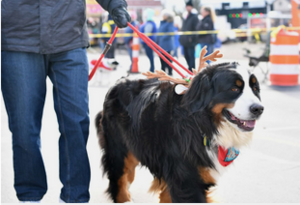 Holiday Hounds on Parade Dressed in Their Finest... Saturday December 6th @2:15 Downtown Ida