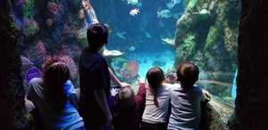 Healthcare Appreciation Days at SEA LIFE Michigan Aquarium - FREE Entry for Healthcare Professionals