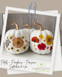 Petals + Pumpkins + Prosecco