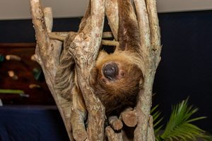 Clearwater Marine Aquarium Welcomes Back Lima the Sloth for Exclusive Weekend Meet & Greets