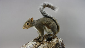 Taxidermy 201 - Small Mammal Life Mount