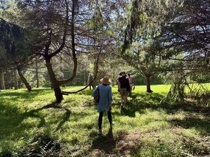 Labor Day Forest Bathing: Wonder in the Woods