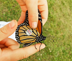 Monarch Tagging at Pope Farm Conservancy