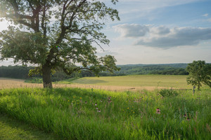 Forest Bathing at Pope Farm Conservancy