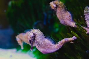 Homeschool Days at SEA LIFE Michigan Aquarium - up to 50% off tickets for Homeschoolers