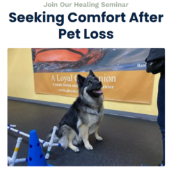 Seeking Comfort after Pet Loss