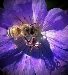 Intro to iPhoneography - Creating Extraordinary Images with your iPhone