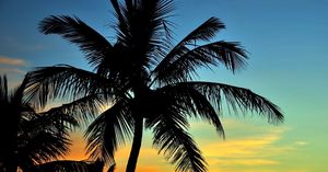 Songwriting in the Key of Florida: Subtropical Panamericana