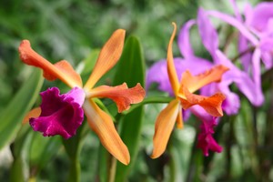 Orchid Show | Buffalo and Erie County Botanical Gardens