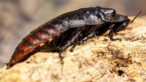 Animal Oddities and Curiosities