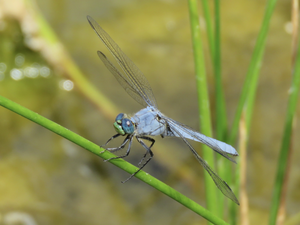 Dragonfly Day at Mission Garden