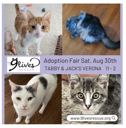 Cat and Kitten Adoption Fair