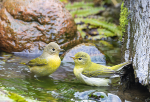 Birding Workshop: Fall Warblers - They're Not That Hard!