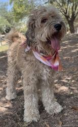 Pet Adoption and Free Yoga Class, Friday, September 19