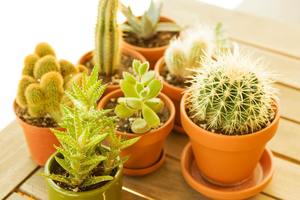Annual Show & Sale : by the Michigan Cactus & Succulent Society partnered with Bromeliad Society
