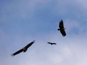 International Vulture Awareness Day