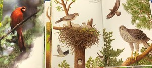 Nature Book and Look