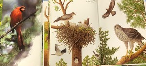 Nature Book and Look