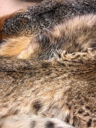 Preschool Explorers: Animals Don’t Wear Clothes