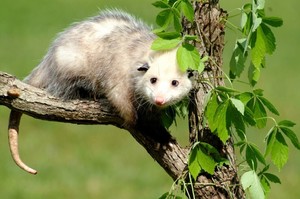 Preschool Explorers: Awesome Opossum