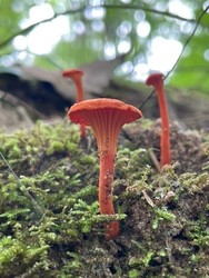 Sapling Scouts: Fungi