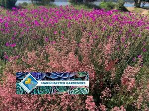 Native Groundcovers A presentation of Marin Master Gardeners