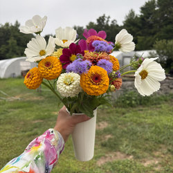 Flower Picking: Sunflowers, zinnias and more October 2025 eastern Connecticut near Rhode Island