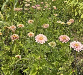 Flower Picking: Sunflowers, zinnias and more September 2025 eastern Connecticut