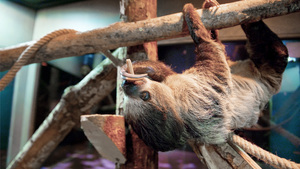 Survival of the Slowest at the Virginia Aquarium