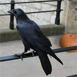 Madison’s Hidden History: From Myth to Mystery