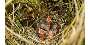 Imago screening film about  attempts to Save Saltmarsh Sparrow along Warren’s shoreline