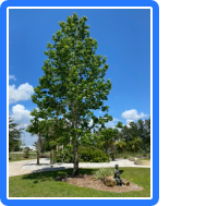 Trees: The Good, the Bad, and the Ugly!