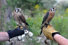 Albuquerque Wildlife Federation monthly meeting