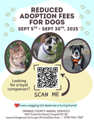 Dog Adoption Special