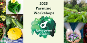 Urban Growers Collective - Succession Planting