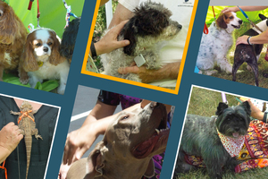 Blessing of the Animals