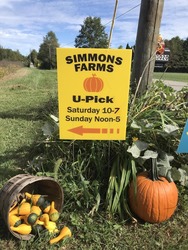 Simmons Farms Pumpkin Patch
