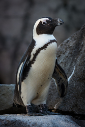International African Penguin Awareness Day
