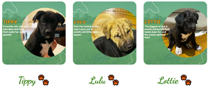 Dog Adoption Event at Bon Air Shopping Center