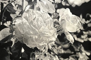 Art Reception: Stillness in Bloom