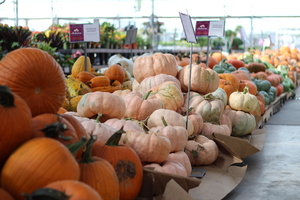 Fall Porch Magic & Autumn Container Gardens