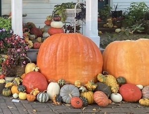 Park Avenue Harvest Walk