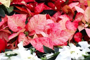 Poinsettia Exhibit at the Botanical Gardens
