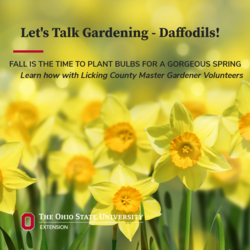 Let's Talk Gardening - Daffodils!